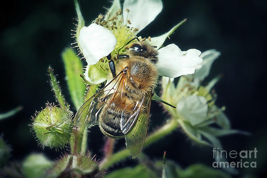 Nature Photograph - Apis mellifera Western Honey Bee Insect #13 by Frank Ramspott