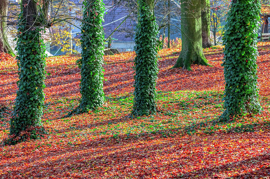 Autumn in park, fall concept #13 Photograph by Artush Foto - Fine Art ...