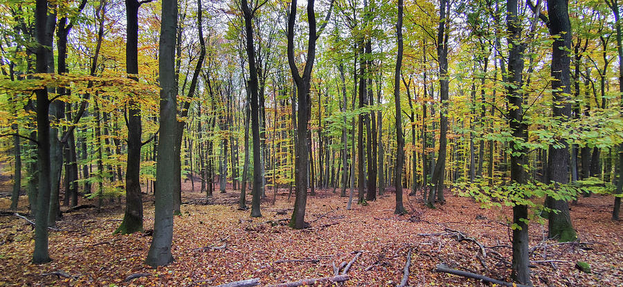 Autumn in the Forest #14 Photograph by Robert Grac