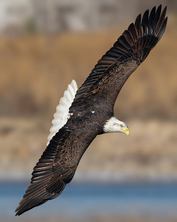 Bald Eagle #13 Photograph by Alan Moore Bald Eagle #13 Photograph by Alan Moore