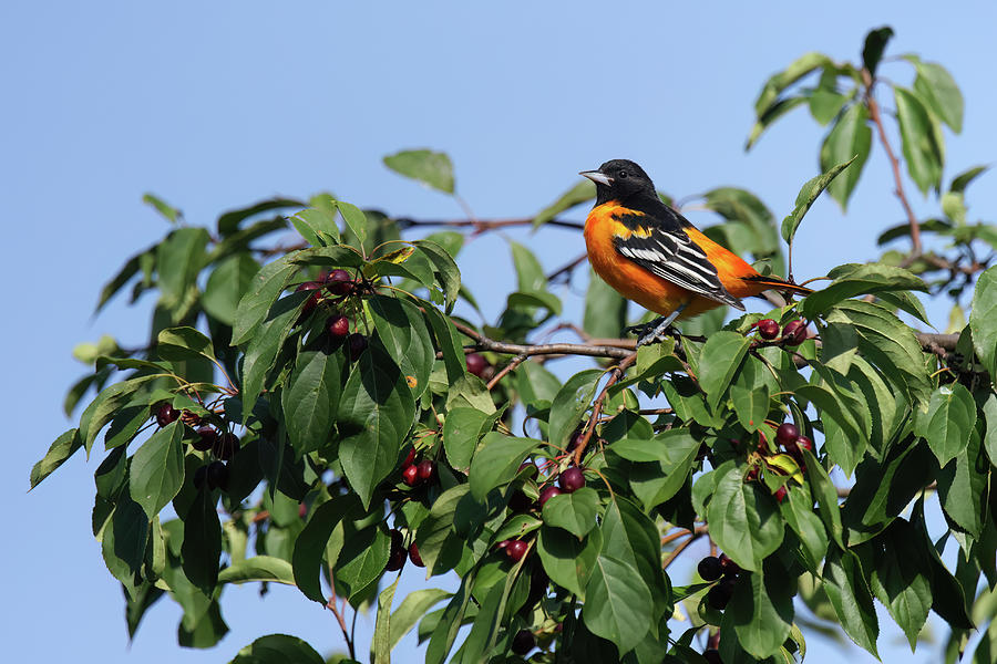 Baltimore Oriole #13 Photograph by Brook Burling