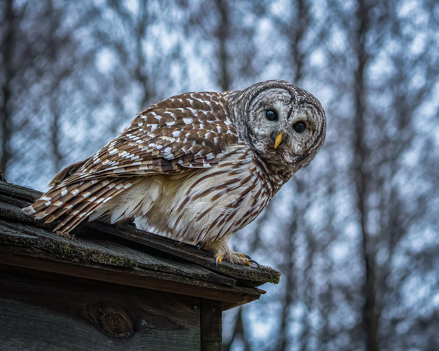 Barred Owl #13 Photograph by Brad Bellisle