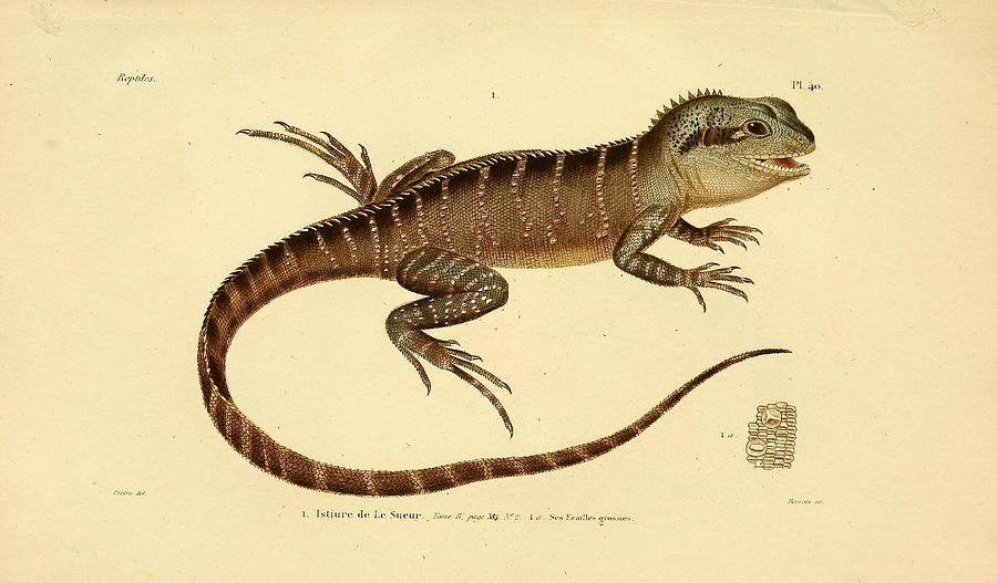 Beautiful Vintage Reptile Mixed Media by Beautiful Nature Prints - Fine ...