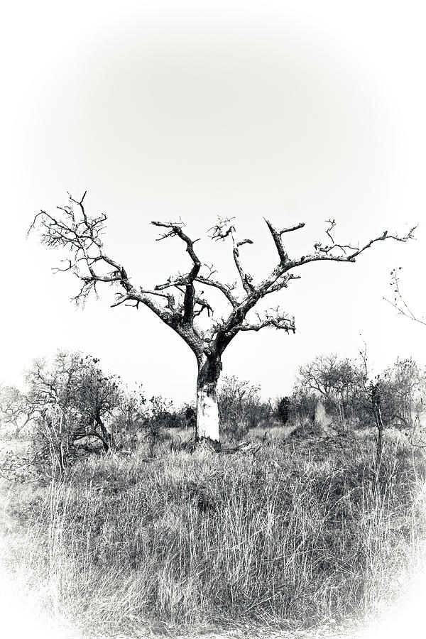 Black and White Tree Collector Edition #13 Photograph by Keith Carey