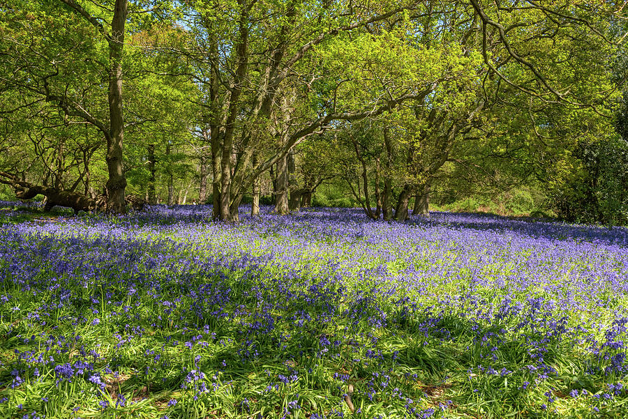 Bluebell woods #13 Photograph by Gary Eason