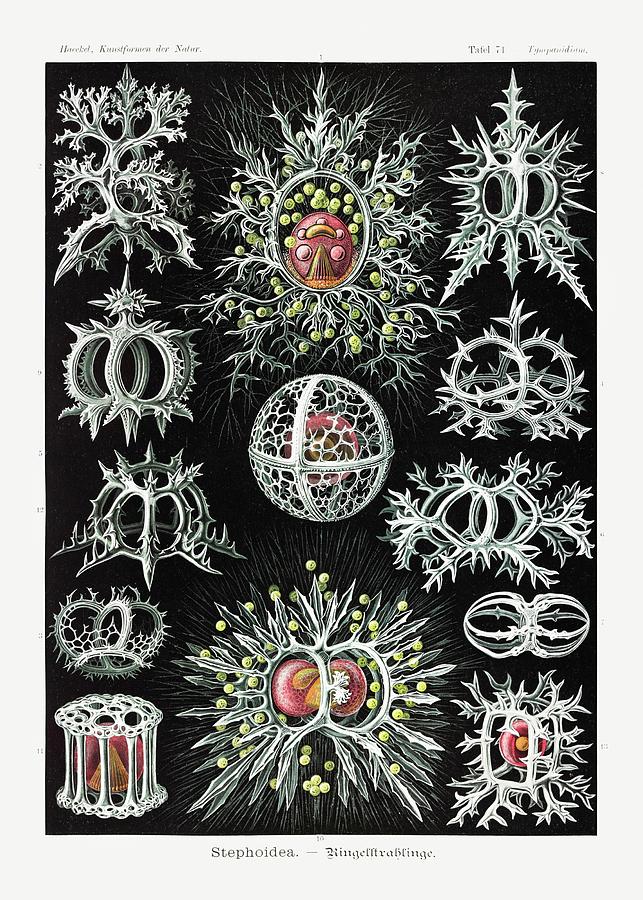 Ernst Haeckel Illustrations #13 Mixed Media by World Art Collective