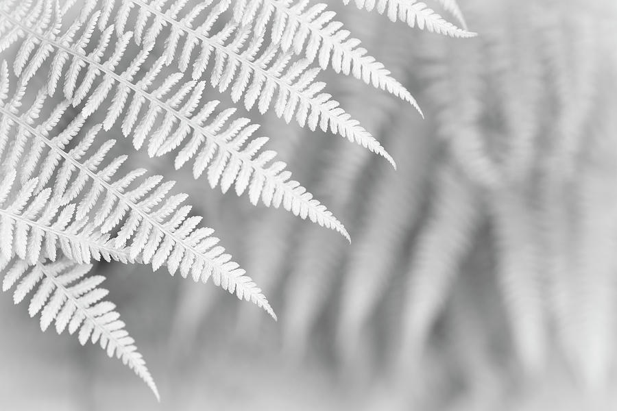 Ferns #13 Photograph by Alan Copson