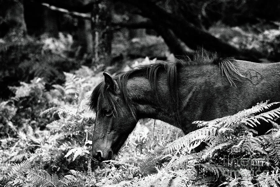 Animal Photograph - Fine Art Wild Horse in Black and White by Toula Mavridou-Messer Animal Photograph - Fine Art Wild Horse in Black and White by Toula Mavridou-Messer