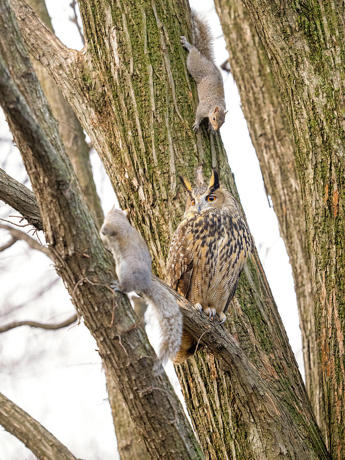 Wildlife Photograph - Flaco, the escaped Eurasian eagle-owl of Central Park, New York #11 by David Lei