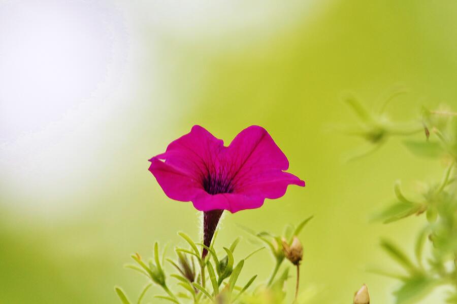 Flower #13 Photograph by John Walsh Flower #13 Photograph by John Walsh