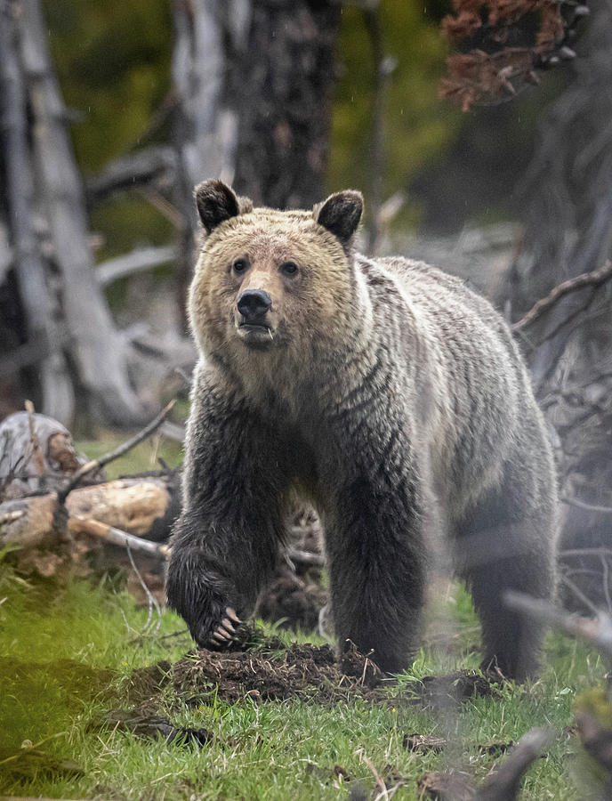 Grizzly Bear Photograph by Scott Roberts - Fine Art America