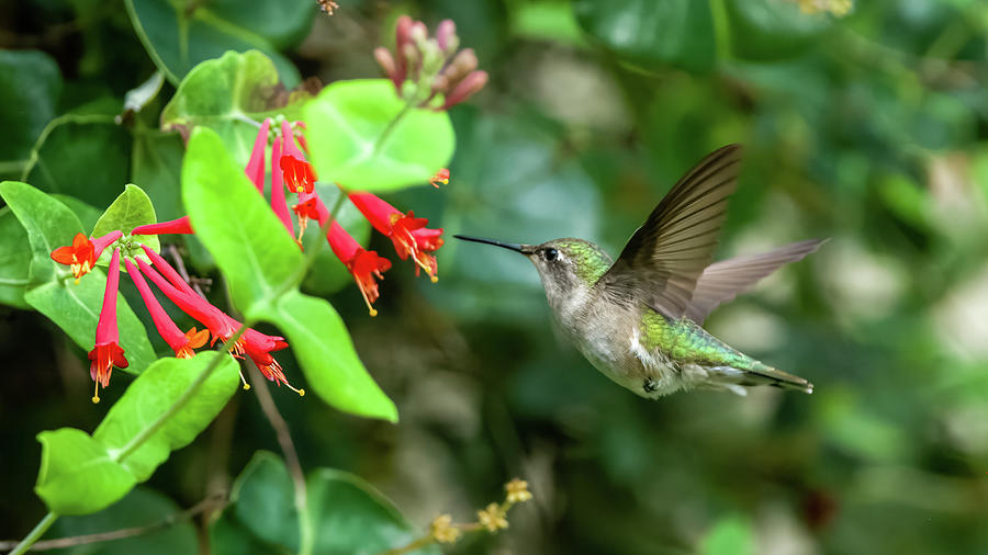 Hummingbird #13 Photograph by Jeffrey PERKINS