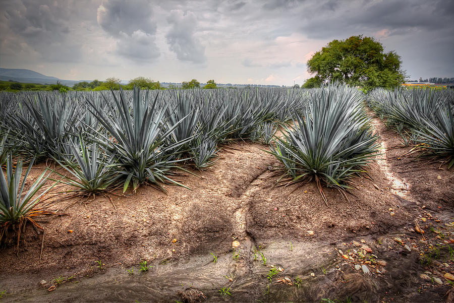 Landscape blue agave #13 Photograph by Showing the world ..
