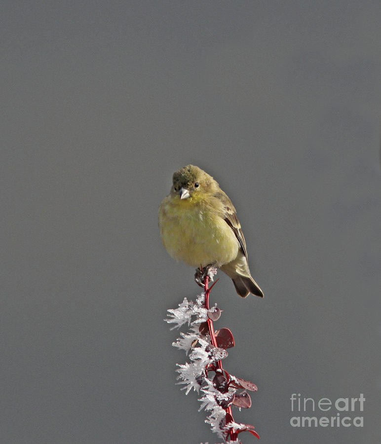 Lesser Goldfinch #13 Photograph by Gary Wing