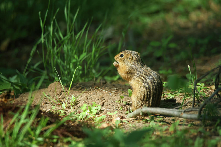 13 Lined Ground Squirrel Photograph by Brook Burling