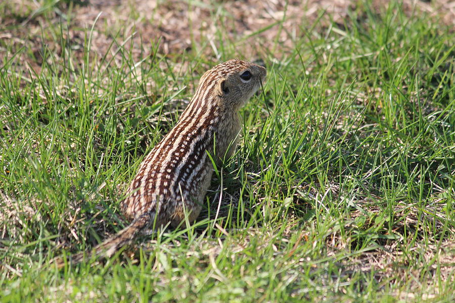 13-lined Ground Squirrel Photograph by Callen Harty
