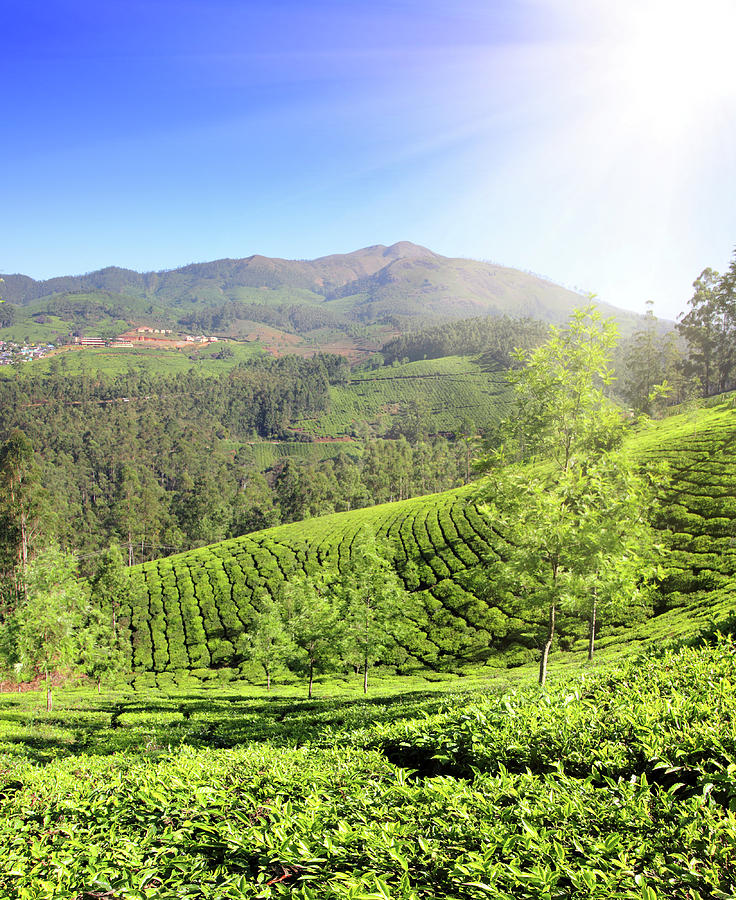 mountain tea plantation in India #13 Photograph by Mikhail Kokhanchikov ...