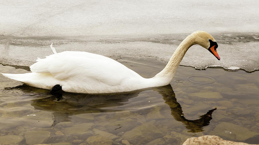 Mute swan #13 Photograph by SAURAVphoto Online Store