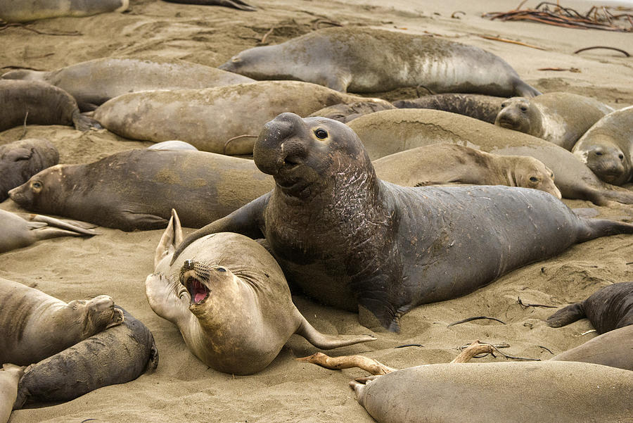 Northern elephant seal #13 Photograph by Mark Newman