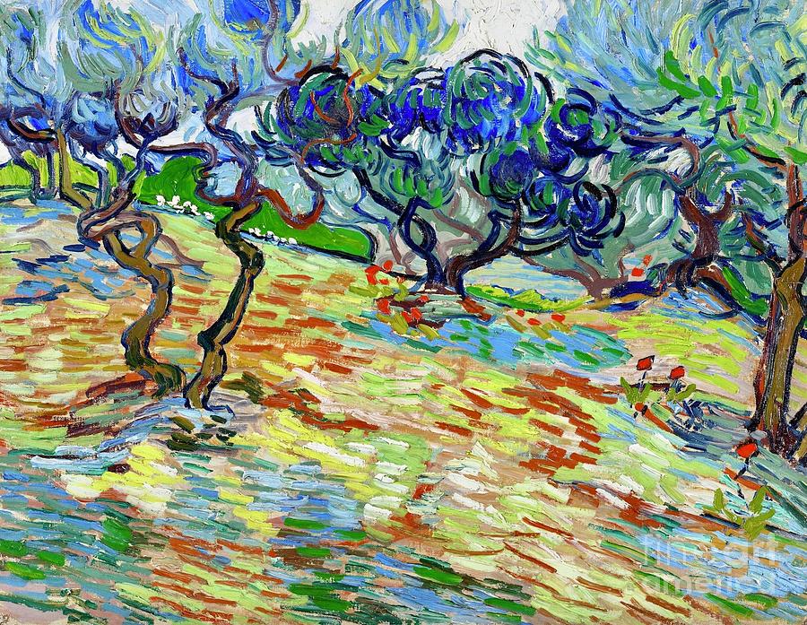 Vincent Van Gogh Painting - Olive Trees by Vincent van Gogh by Mango Art