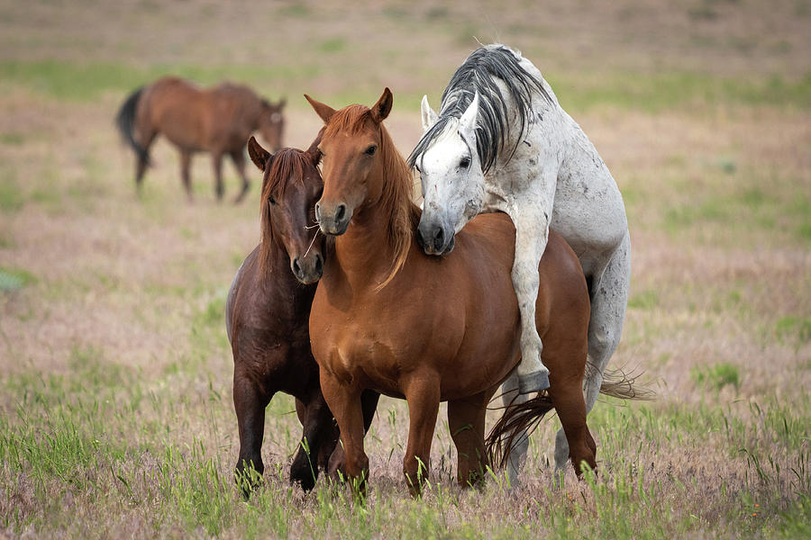 Onaqui Wild Horses #13 Photograph by Wesley Aston