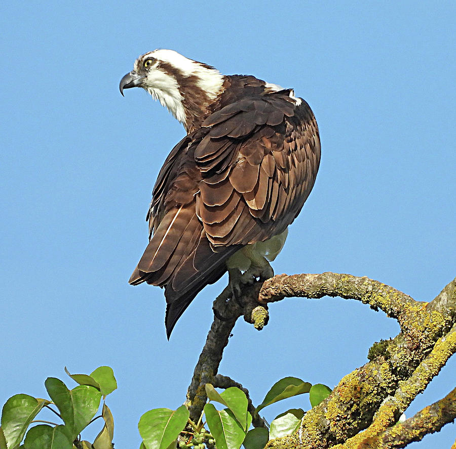 osprey highlander