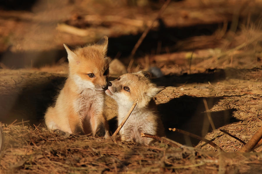 Red Fox Kit #13 Photograph by Brook Burling