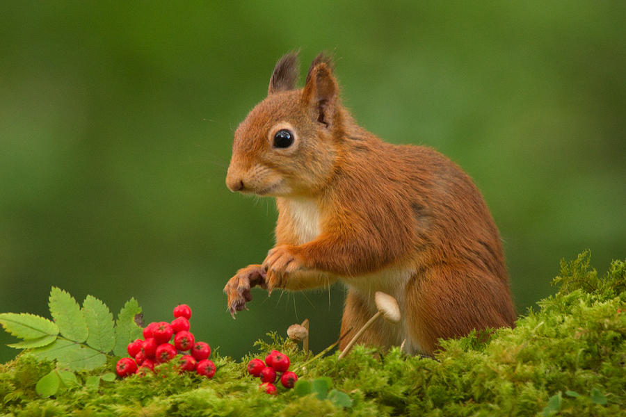 Red Squirrel #13 Photograph by Gavin MacRae