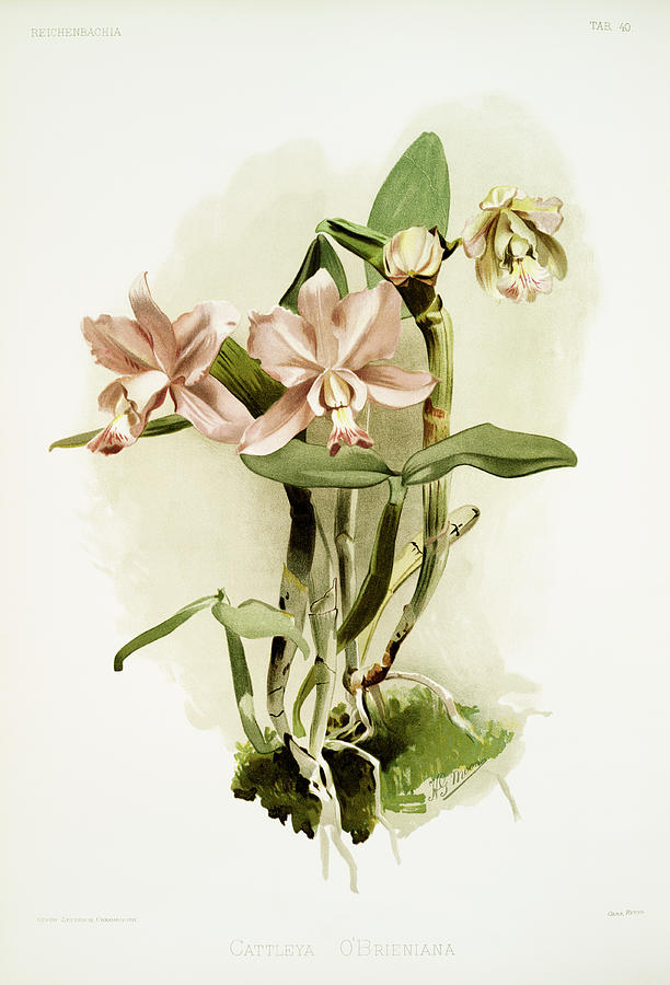 Reichenbachia Orchids  #13 Painting by World Art Collective