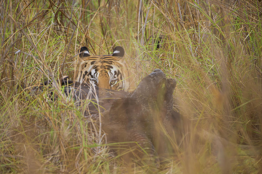 Royal Bengal Tiger #13 Photograph by Kiran Joshi