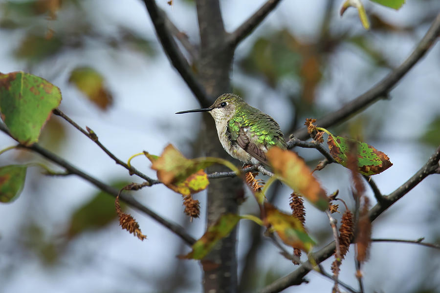 Ruby Throated Hummingbird #13 Photograph by Brook Burling