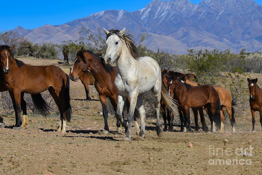Salt River Wild Horses #13 Digital Art by Tammy Keyes
