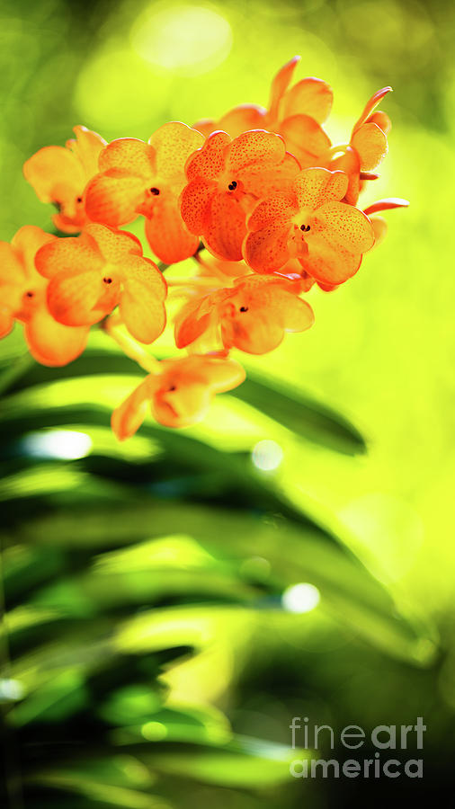 Spotted Tangerine Orchid Flowers #13 Photograph by Raul Rodriguez