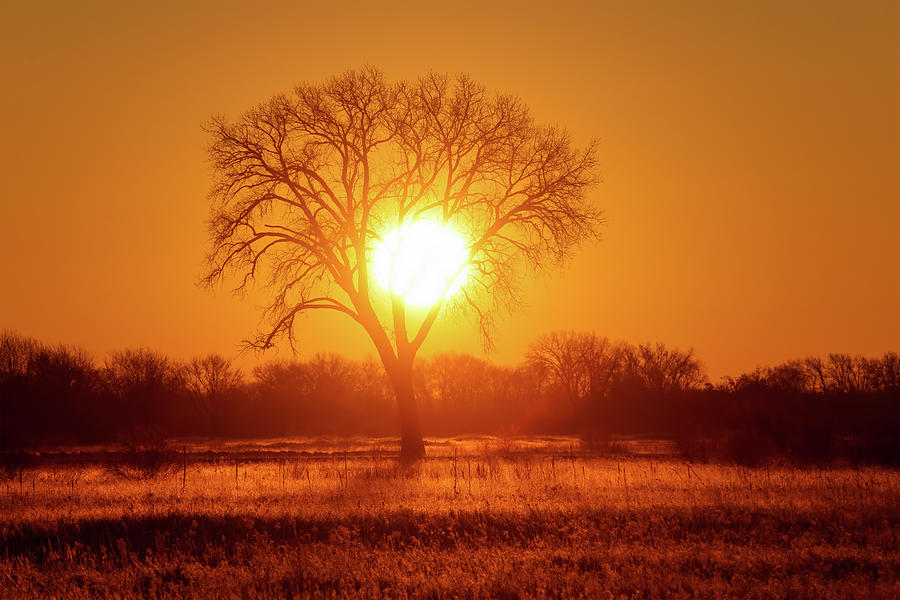 Sun #13 Photograph by Brook Burling