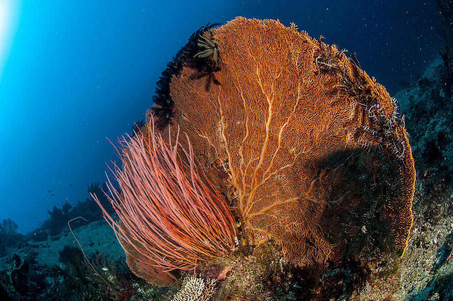 The underwater world of Java Sea, Gili Islands, Lombok, Indonesia. #13 Photograph by Giordano Cipriani