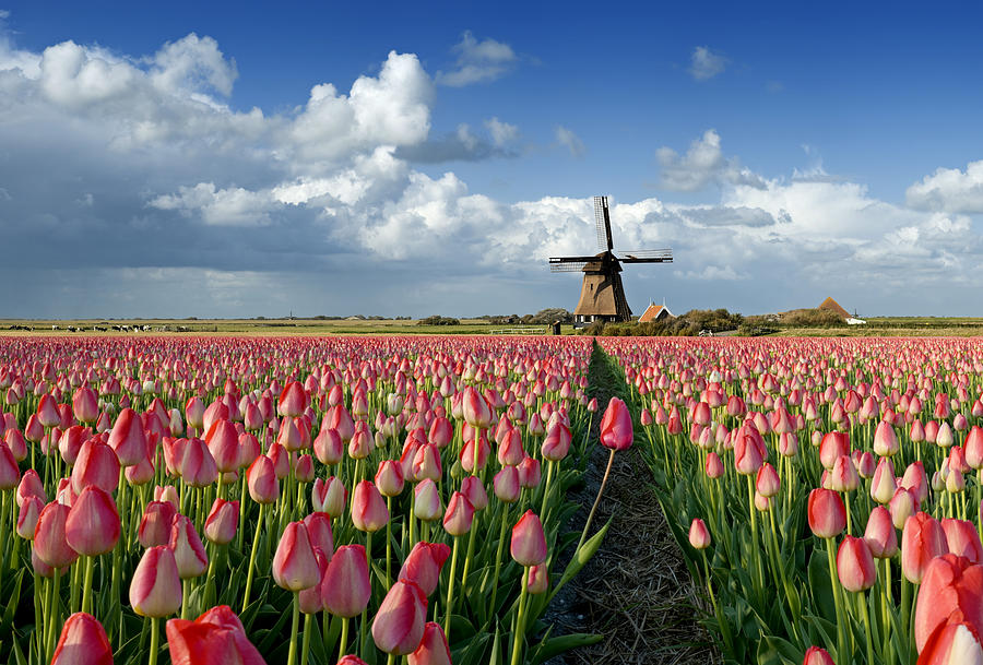 Tulips and Windmill #13 Photograph by JacobH