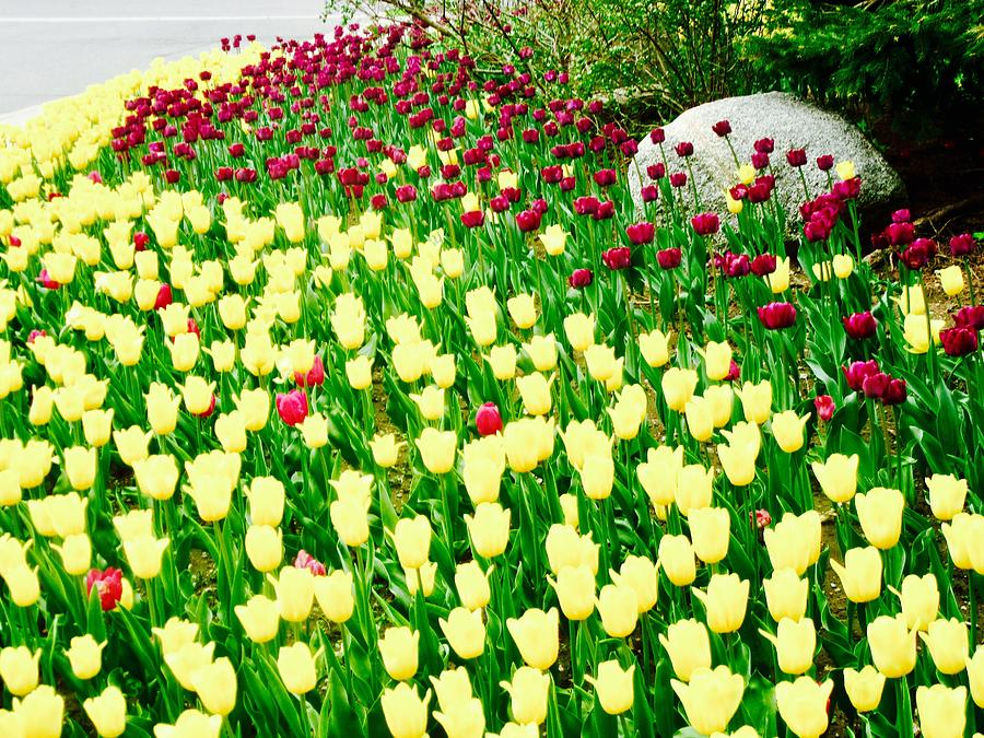 Tulips #13 Photograph by Stephanie Moore
