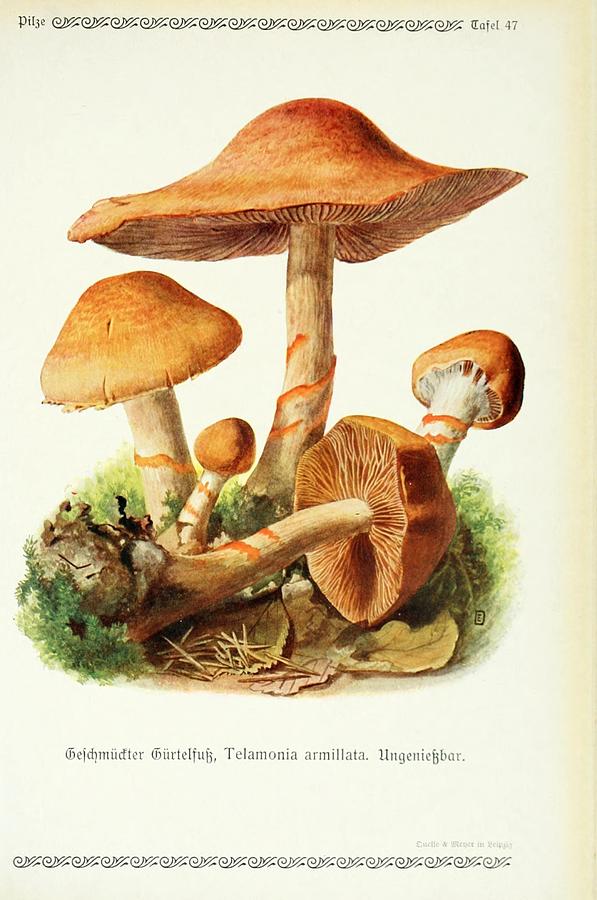 Vintage Fungi Illustrations #13 Mixed Media by World Art Collective