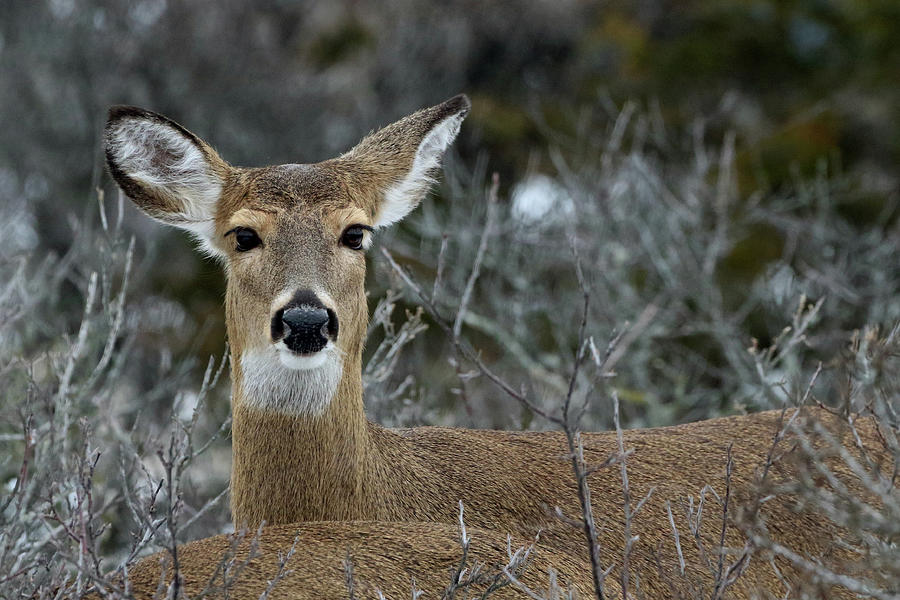 White-tailed Deer Stony Brook New York #13 Photograph by Bob Savage