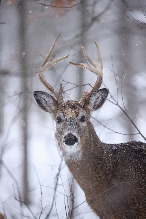 Whitetail Buck #13 Photograph by Brook Burling