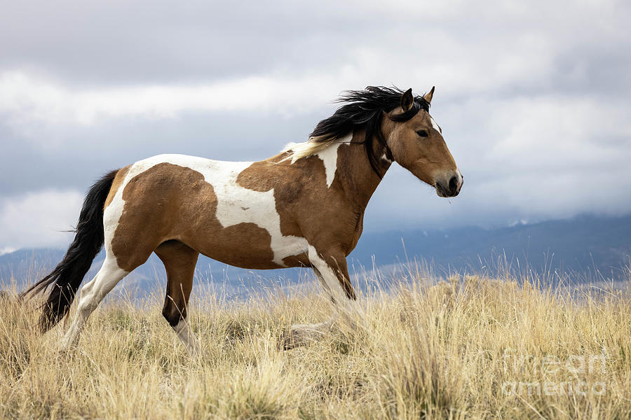 Wild Horses #13 Photograph by Julie Argyle