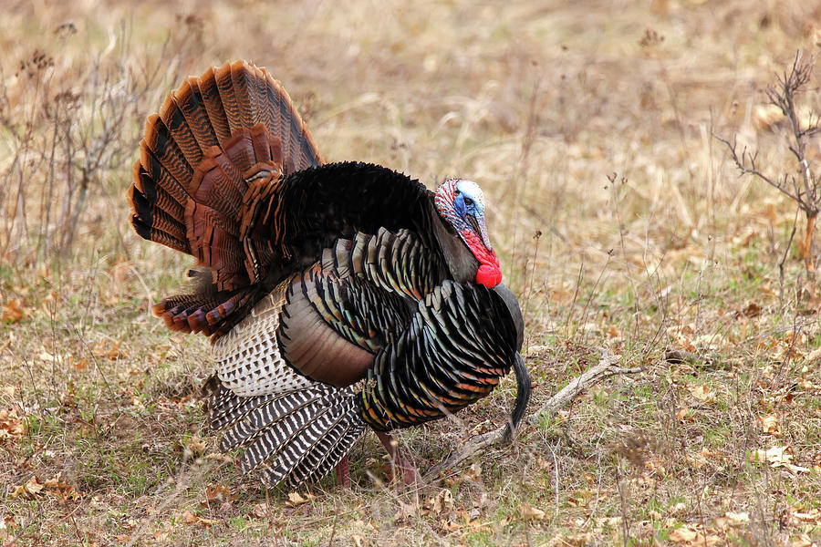 Wild Turkey #13 Photograph by Brook Burling