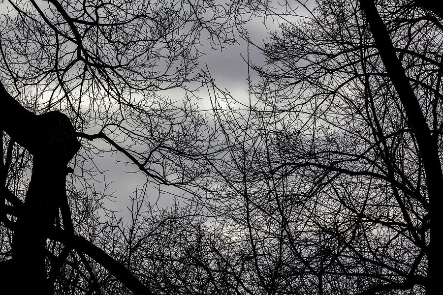Winter Trees Sky and Clouds #13 Photograph by Robert Ullmann