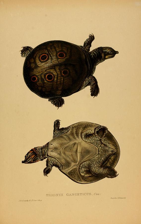 Vintage Turtle and Tortoise illustrations Mixed Media by Beautiful ...