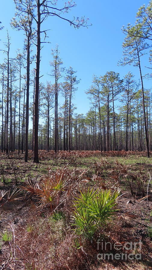 1329 - Pine Trees and Palmetto Bushes in Florida Photograph by Deborah ...