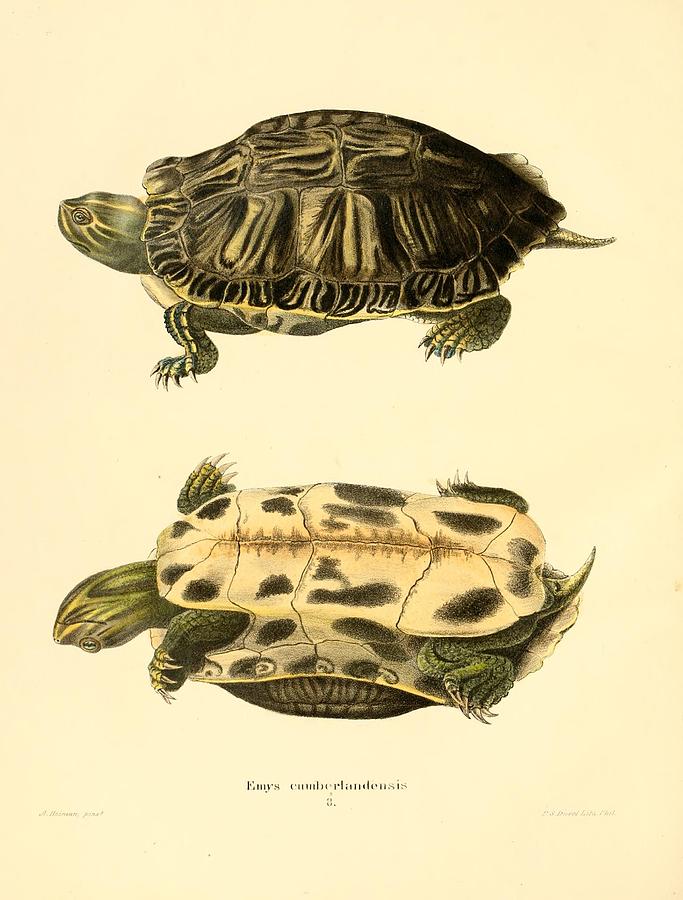 Vintage Turtle and Tortoise illustrations Mixed Media by Beautiful ...