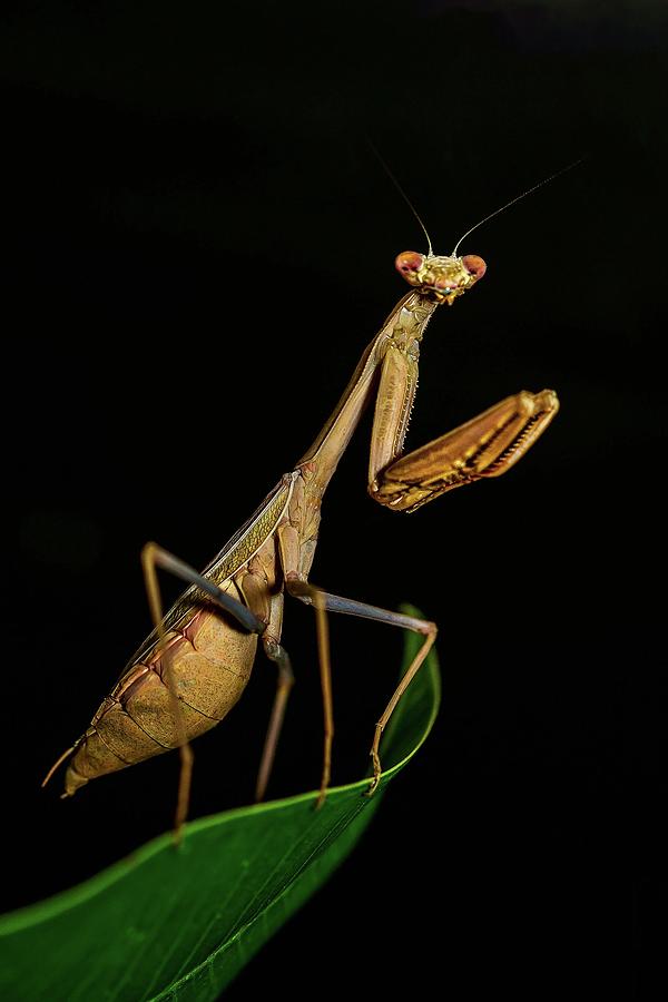 Insects Mixed Media - Stunning close-up photo of insects #134 by Nature Photography