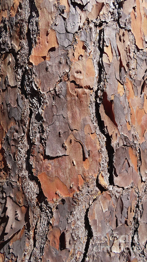 1359 - Pine Tree Bark Digital Art by Deborah Carpenter - Fine Art America