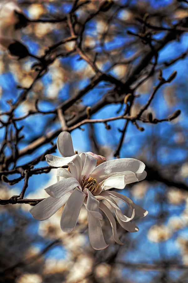 Magnolia Blossoms #138 Photograph by Robert Ullmann