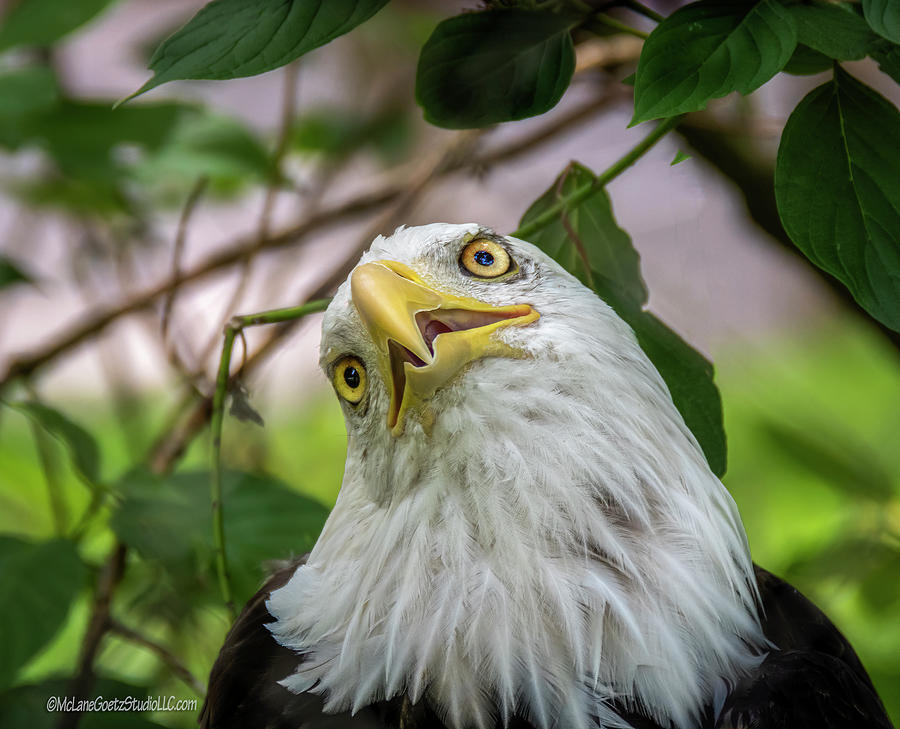 American Bald Eagle #14 Photograph by LeeAnn McLaneGoetz McLaneGoetzStudioLLCcom